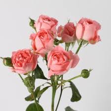 Pink Roses